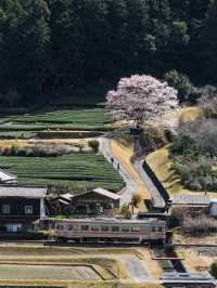  三重県で見れる早咲きの桜スポット2選！🌸