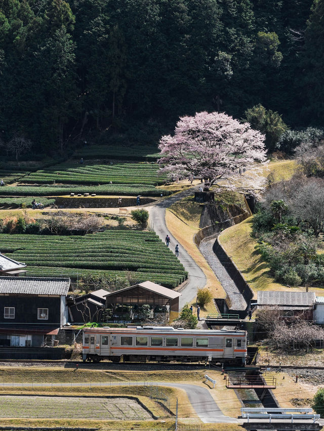  三重県で見れる早咲きの桜スポット2選！🌸