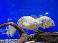 Chitose Salmon Aquarium 