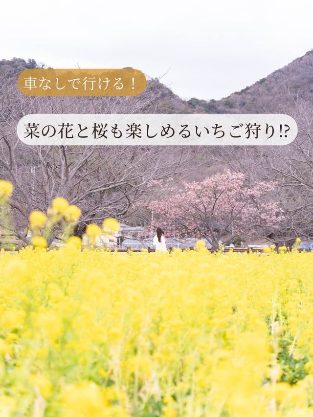 【静岡県/伊豆の国市】菜の花も楽しめるいちご狩り！？