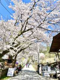 【妙義神社/群馬県】しだれ桜のアーチをくぐろう！