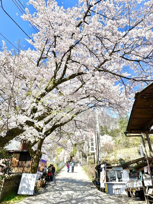 【妙義神社/群馬県】しだれ桜のアーチをくぐろう！