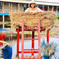 นั่งเรือชม ทุ่งบัวแดง ณ บางเลน นครปฐม