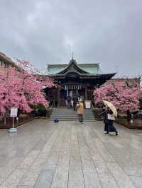 可愛いが詰まってる🎀ピンクのリボン×河津桜の桜神宮