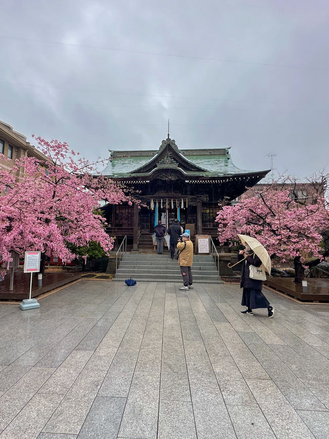可愛いが詰まってる🎀ピンクのリボン×河津桜の桜神宮