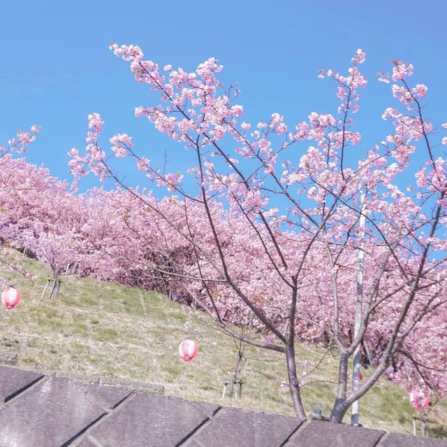 🌸ชมพู ชูใจ จนใจฟู กับซากุระคาวาซึ ณ เมืองมาสึดะ
