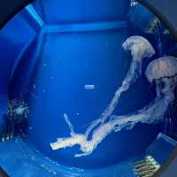 桃園Xpark水族館：簡單又有點小浪漫的水族館約會🐚