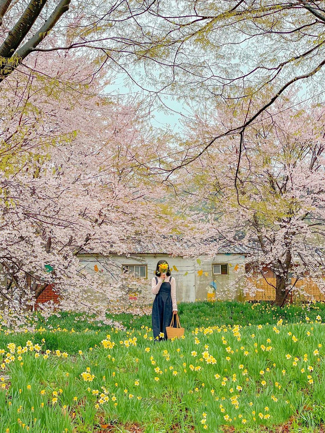 벚꽃+수선화 조합으로 벚꽃 막차타기🌸♥