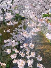🌸哲學之道：京都山麓的春日漫步🌸