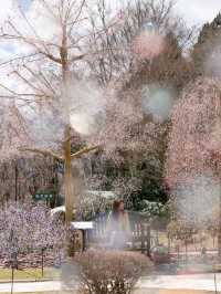 【東京都近郊】3月に行きたいお花かわかわいスポットまとめ