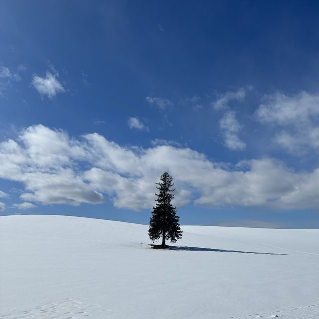 새하얀 눈위에 나무 한그루 🌲