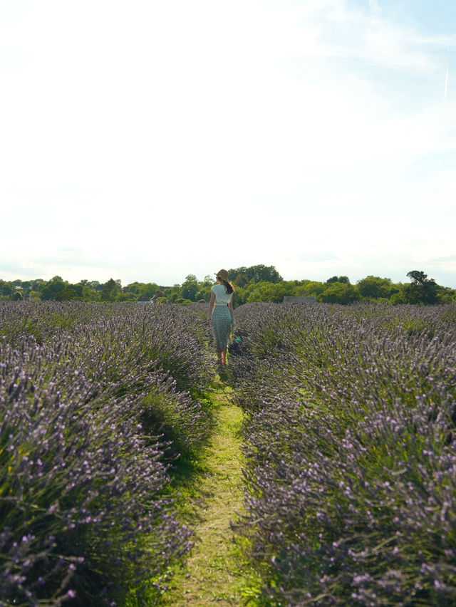 🇬🇧英國倫敦近郊 Mayfield Lavender Farm 薰衣草田 彷彿置身於普羅旺斯