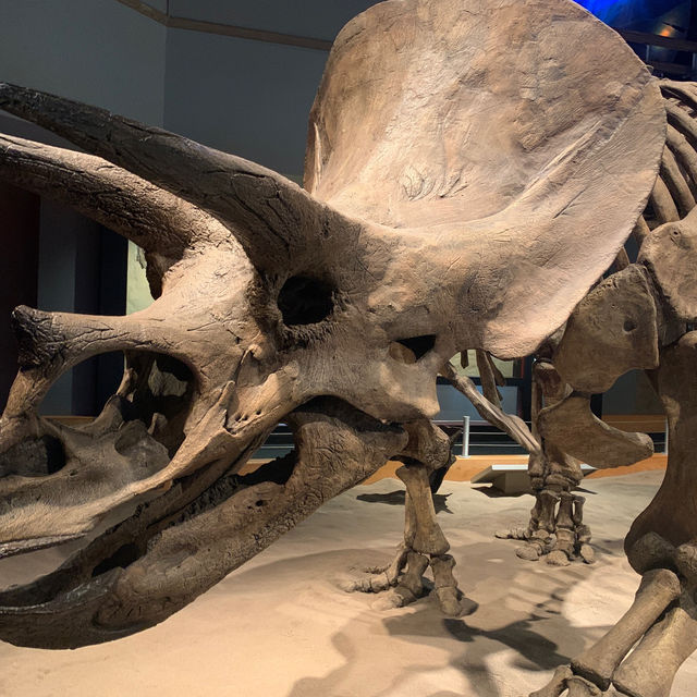 【アルバータ】ドラムヘラー！恐竜好きにおすすめ🦕