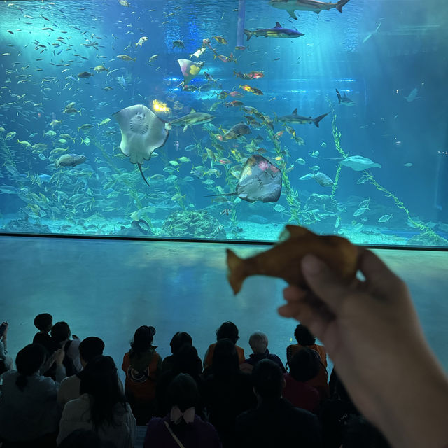 亞洲最大的水族館—濟州島