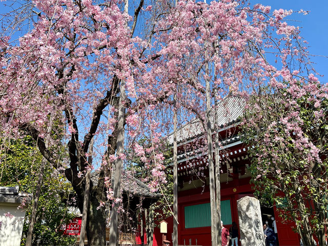 【東京・浅草】これぞ春の浅草寺🌸