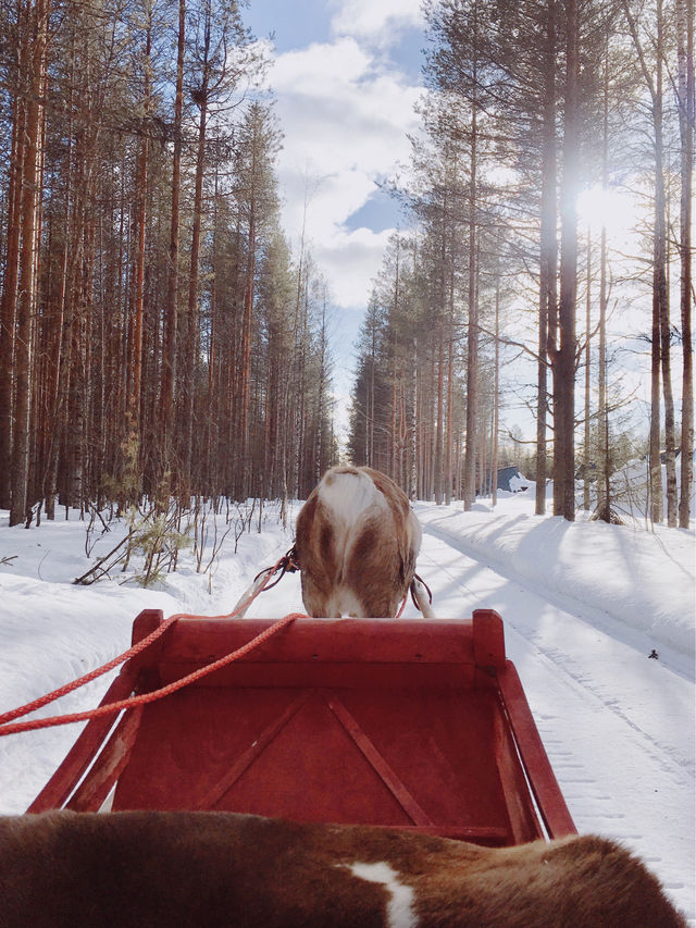 芬蘭🇫🇮|進入童話世界坐鹿車見聖誕老人🎅🏻