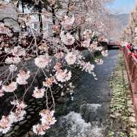 Jinhae stream cherry blossoms at full bloom