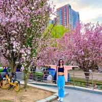 Bike ride through beautiful blossoms in Beijing 🌺🌸