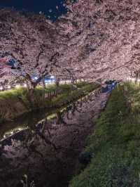 関東　夜桜写真スポット4選