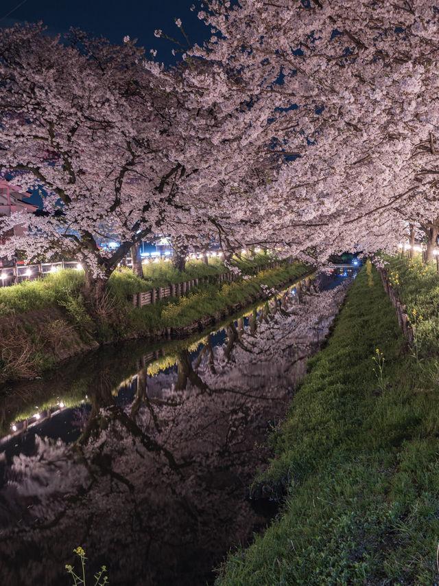 関東　夜桜写真スポット4選