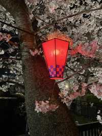 【2024年桜】観桜ナイター