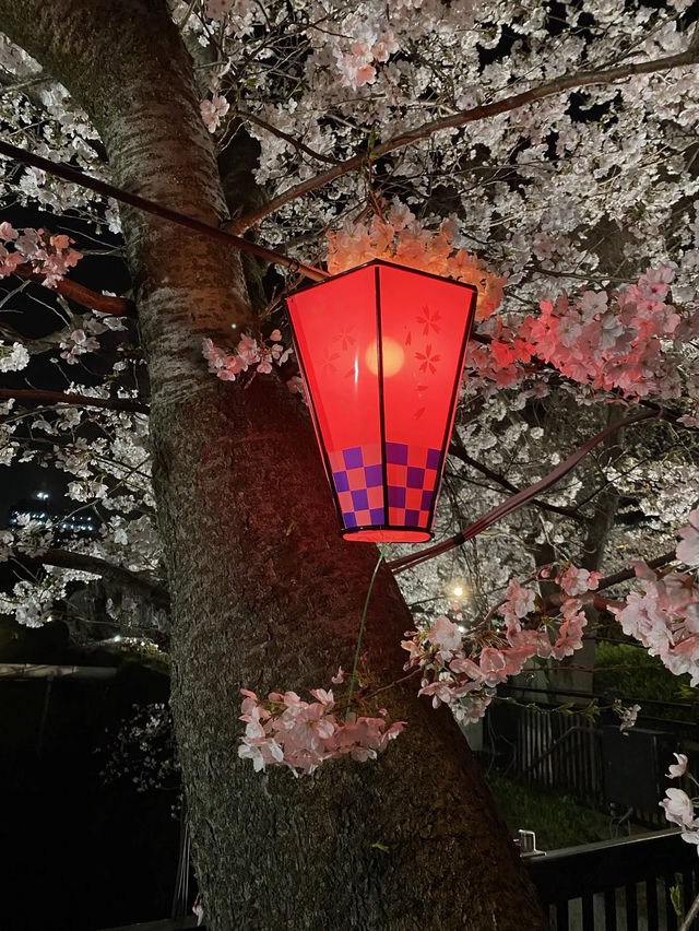 【2024年桜】観桜ナイター
