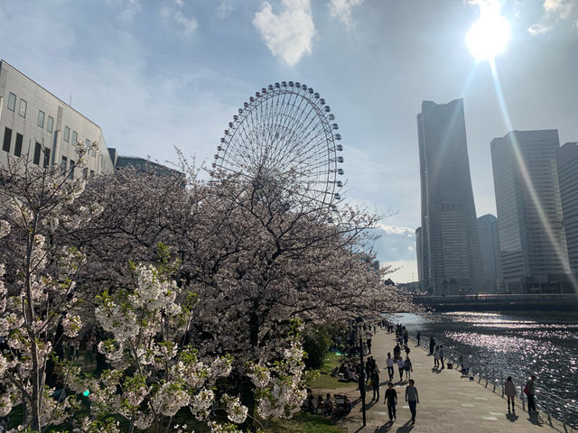 【横浜】自然と建物の調和〜横浜みなとみらい〜