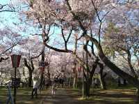 【長野】🌸高遠城址公園：春季櫻花盛開，絕美景緻不可錯過