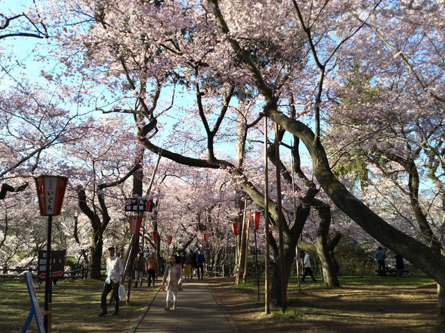 【長野】🌸高遠城址公園：春季櫻花盛開，絕美景緻不可錯過