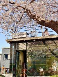 【釜山】春に行きたい！桜が目の前にある素敵カフェ