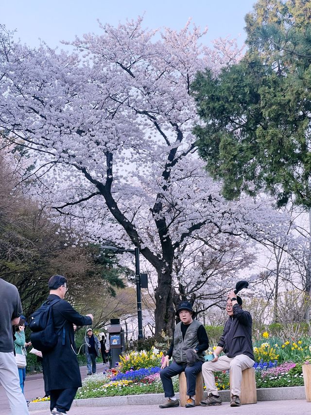 Namsan Park in South Korea 🇰🇷🌸