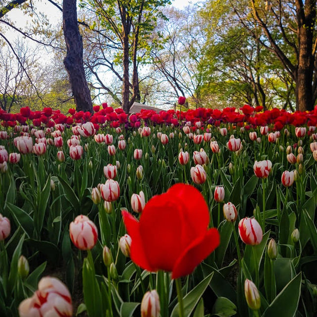 Tulip Garden at Seoul Forest 💐🌷