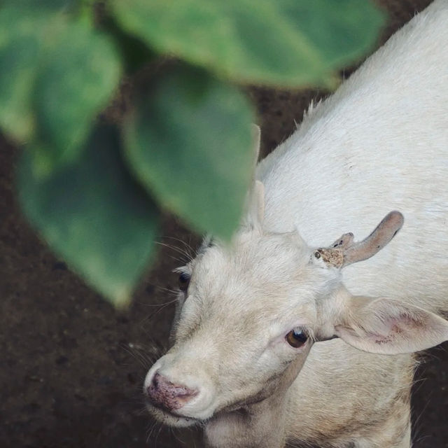 六福村野生動物園：近距離欣賞珍稀動物，親子娛樂的理想去處