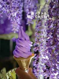 こんな絶景見たことある⁉️地上の楽園の藤のシャワーを浴びよう💜