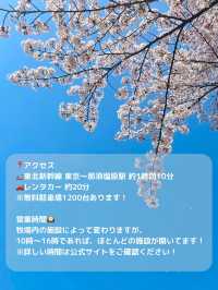 【栃木 那須塩原】約300mの桜並木が綺麗な🌸千本松牧場🌸