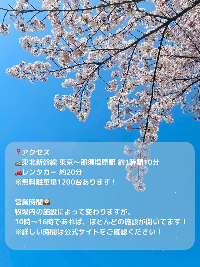 【栃木 那須塩原】約300mの桜並木が綺麗な🌸千本松牧場🌸