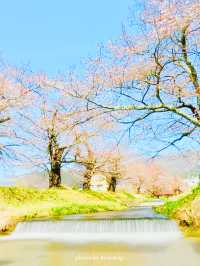 【福島】川のせせらぎと桜のトンネルと磐梯山も
