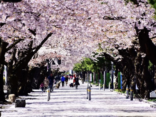 十和田美術館櫻花