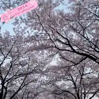 Sakura Sunsets in Seoul