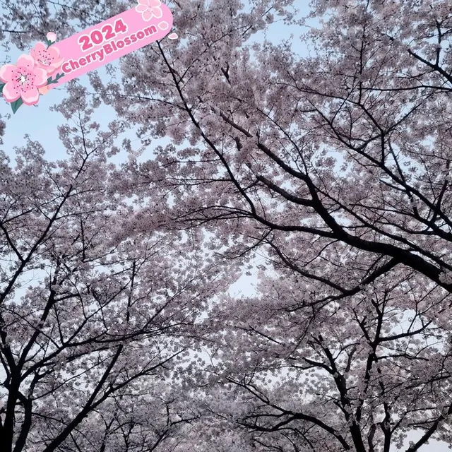 Sakura Sunsets in Seoul