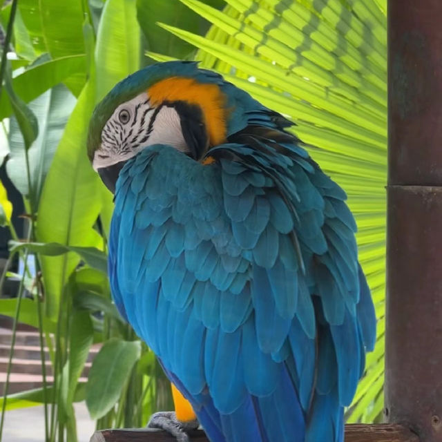 新加坡飛禽公園：奇幻鳥語仙境，無限魅力