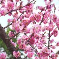 Blossoms in Changdeokgung