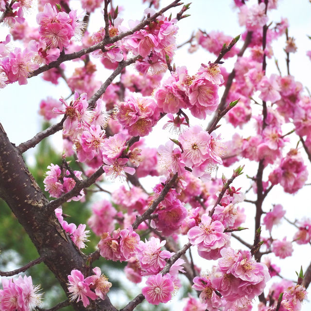 Blossoms in Changdeokgung
