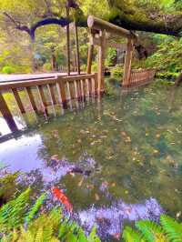 【茨城】神秘的な神社⛩最強パワースポット✨