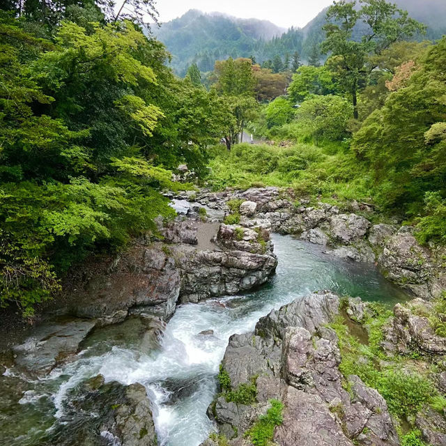 Akamine露營區🏕️探索綠林