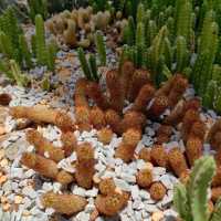 伊豆仙人掌公園：奇特仙人掌品種，絕對視覺體驗