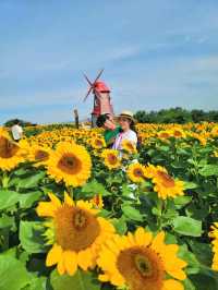 올여름 꼭 가야할 역대급 해바라기축제🌻