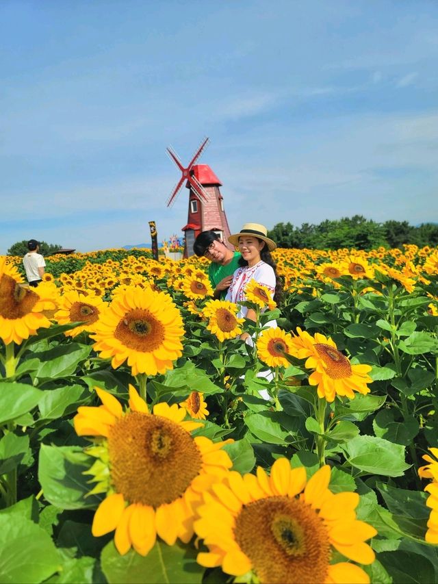 올여름 꼭 가야할 역대급 해바라기축제🌻