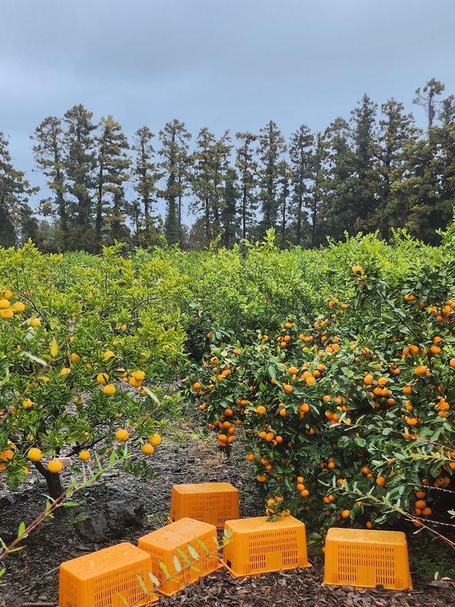 🍊제주 감성 물씬 풍기는 카페 더 콘테나