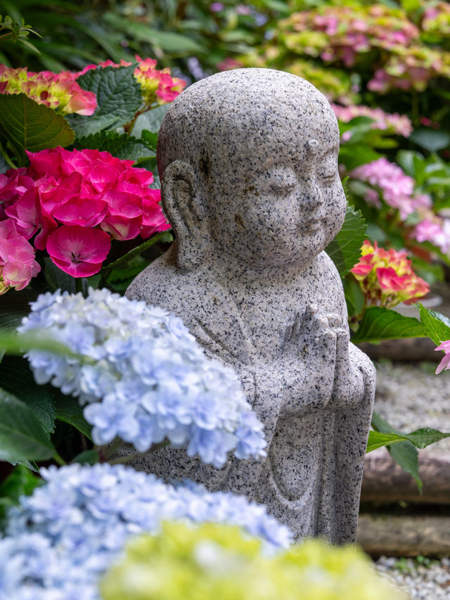 ここ知ってる？いつ行っても紫陽花満開💫 フォトスポットも多数！ぜひ行ってみてねー✨🐶OK👍